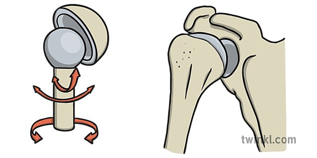 Ball And Socket Joint Ilustra o