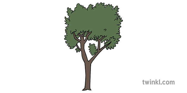 Bay Tree Illustration Twinkl
