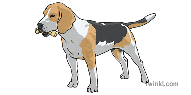 Beagle Dog with Bone رسم - Twinkl