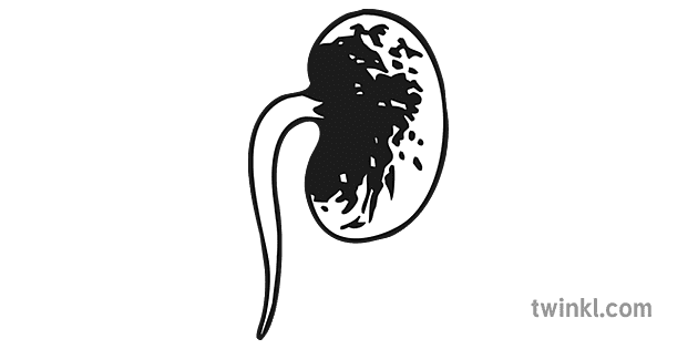 bean life cycle 02黑色和白色 Illustration - Twinkl