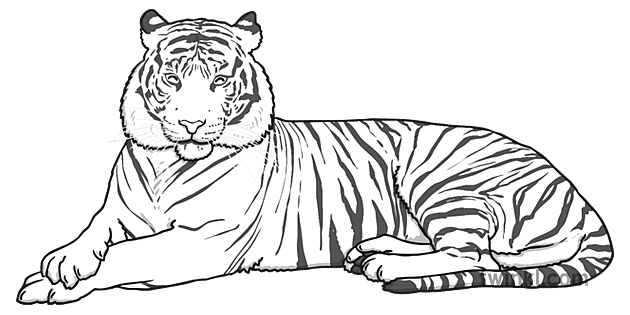 Bengal Tiger Black and White Illustration - Twinkl