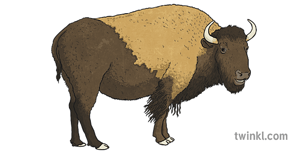 bison illustration