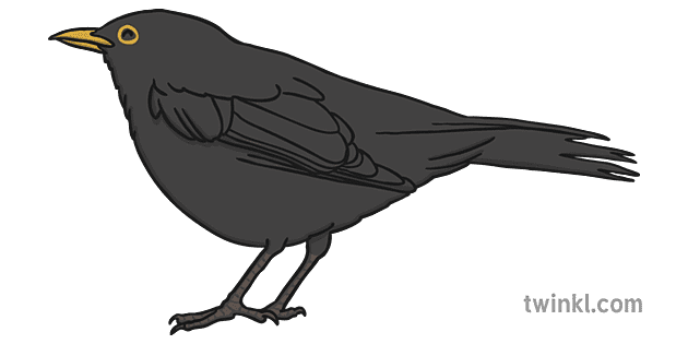 blackbird.png