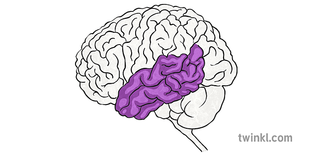 Brain Temporal Lobes Highlighted Illustration Twinkl