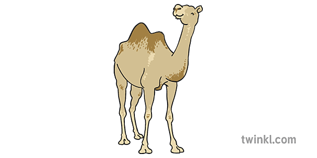 Camel 3 رسم - Twinkl