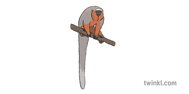 caqueta titi apa Illustration Twinkl