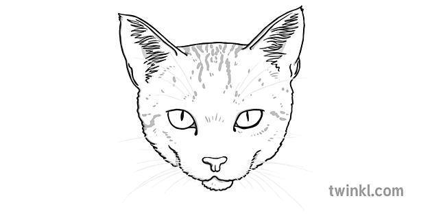 cara de gato en blanco y negro Illustration - Twinkl
