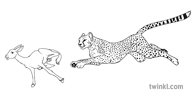 cheetah ndjekje gazele gjueti bardhezi Illustration - Twinkl