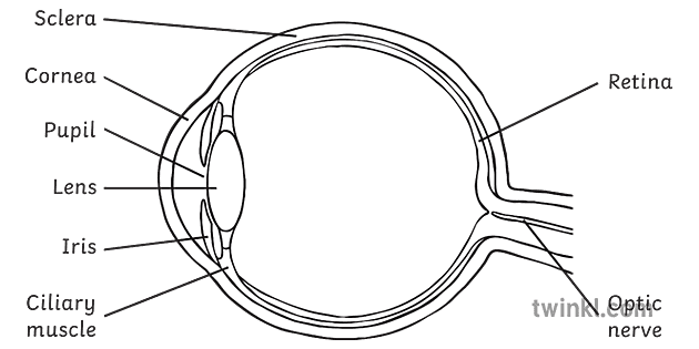 schemat oka widok z boku czarno biały Illustration - Twinkl