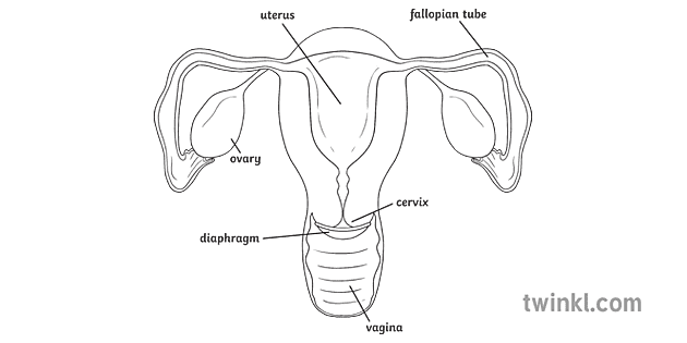 Diaphragm in Place Black and White Rgb Ver 1 Illustration - Twinkl