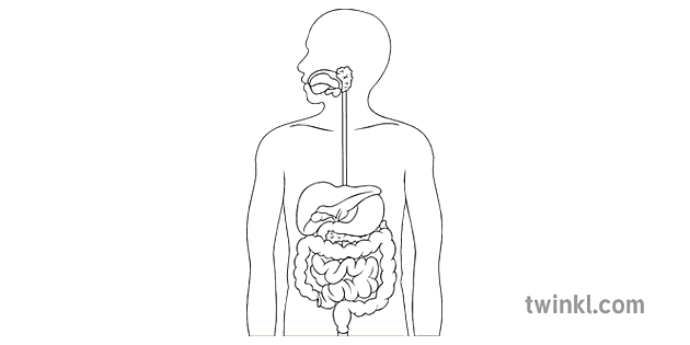 Sistema Digestivo En Blanco Y Negro Twinkl 9821