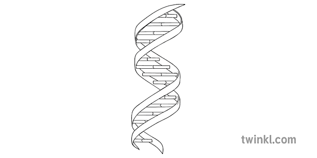 Dna Structure Black And White Illustration Twinkl