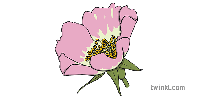 what is dog rose used for