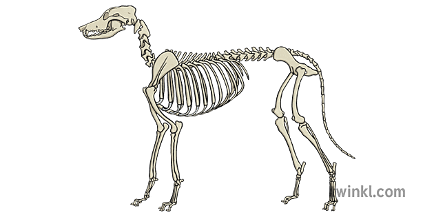 dog skeleton ver 1 Illustration - Twinkl