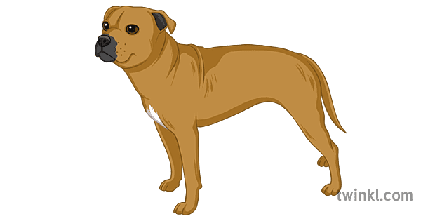 can a staffordshire bull terrier live in malta