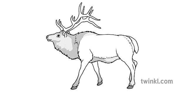 Elk Black and White Illustration - Twinkl