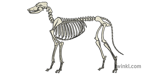 Endo Dog Skeleton 1 Ilustracao Twinkl