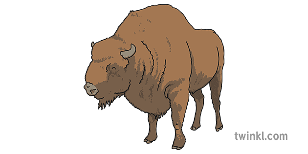 bison illustration