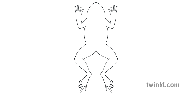 frog dissection outline black and white rgb ver 1 - Twinkl