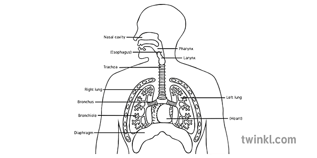 Gas Exchange Labelled Black and White Illustration - Twinkl