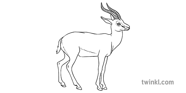 Gazelle noir et blanc Clearance