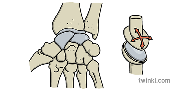 the articulating bone surfaces in a gliding joint are nearly flat.