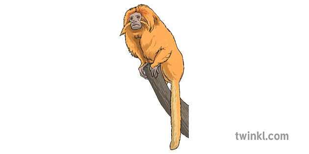 Golden Lion Tamarin Monkey Illustration - Twinkl