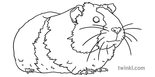 realistic guinea pig coloring pages