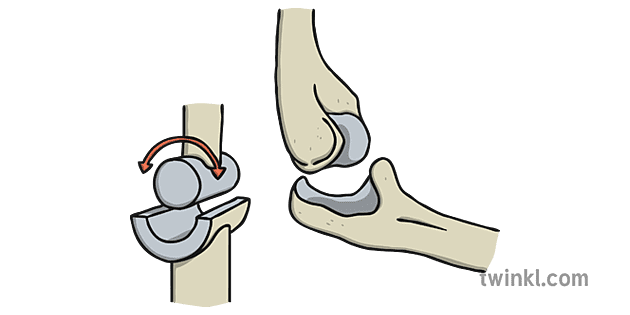 hinge joint model