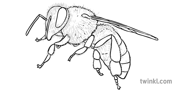 Miel Abeille Noir Et Blanc 2 Illustration Twinkl