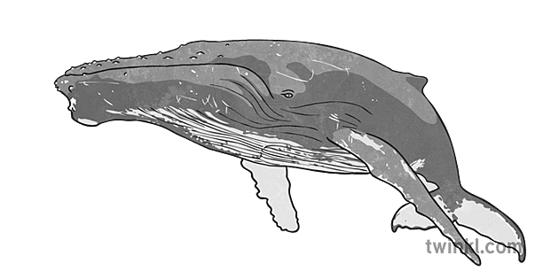 How Thick Is Whale Blubber - Twinkl Teaching Wiki - Twinkl