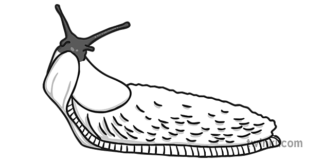 Invertebrate Slug Black and White Illustration - Twinkl