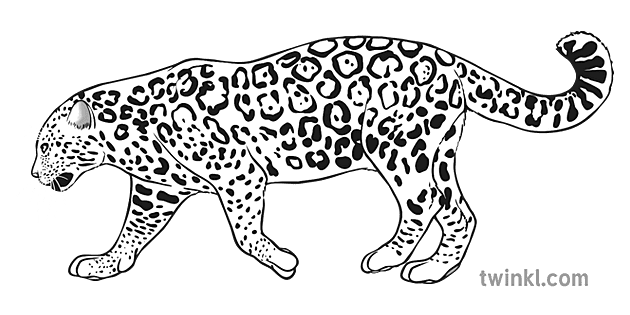 jaguar blanco y negro 1 Illustration