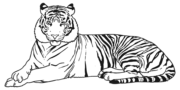 javan tigre bianco e nero Illustration - Twinkl