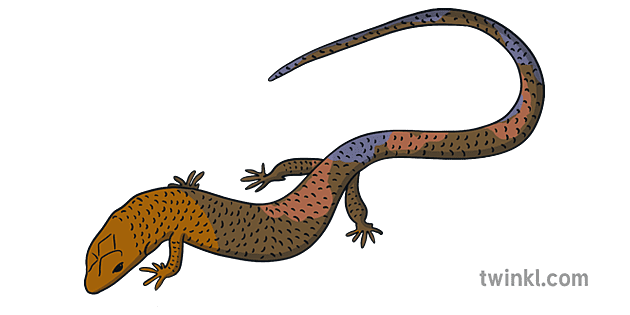 Ks1 Haiwan Reptilia Tulah Skink Terbuka Mata Illustration Twinkl