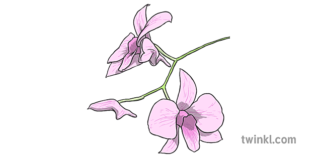Ks1 Cooktown Orchid Illustration Twinkl