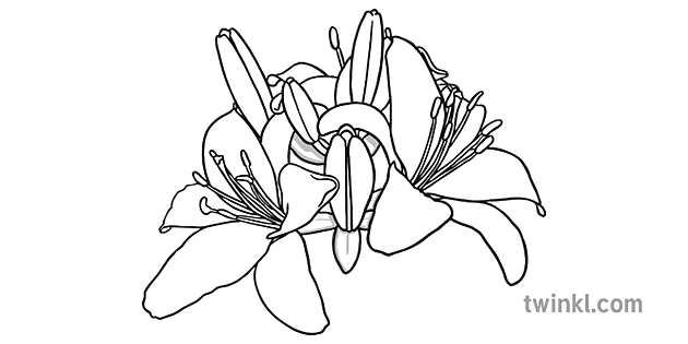 Lily Black and White Illustration - Twinkl