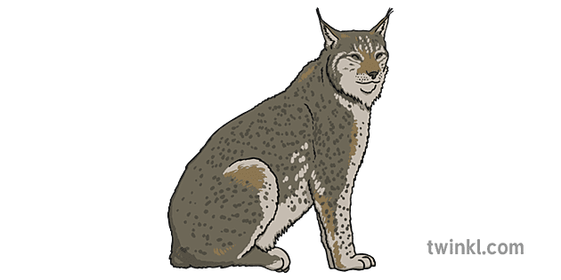 Lynx Facts - Twinkl Teaching Wiki - Twinkl