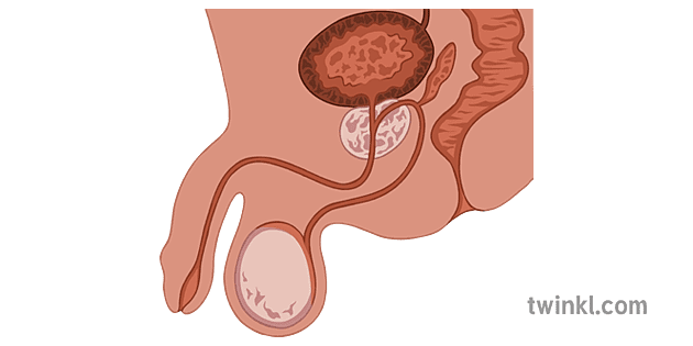 reproductive system male