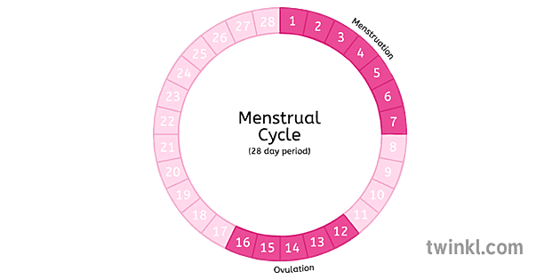 Ciclo Menstrual 6 Illustration