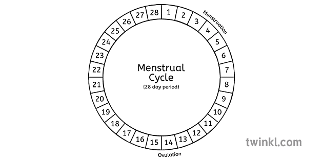 ciclo menstrual preto e branco 4 - Twinkl