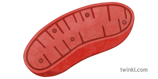 Illustration Showing The Interplay Of Mitochondrial Dynamics In