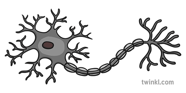 Neuron Illustration Twinkl