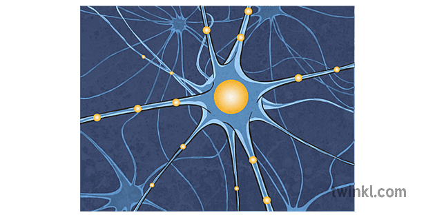 Neurone Illustration Twinkl