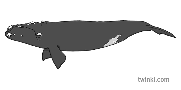 North Atlantic Right Whale Black And White Illustration - Twinkl