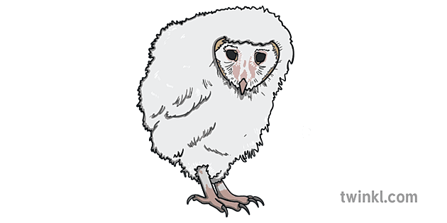 Chouette Bebe Chouette Ver 1 Illustration Twinkl