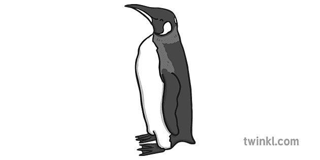 ペンギン 白黒 4 Illustration Twinkl