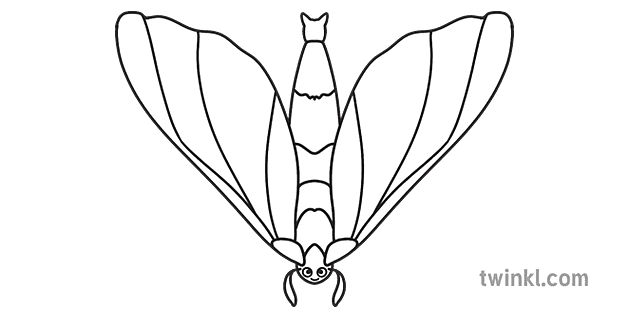 Puriri Moth Bw Rgb Ver 1 Illustration Twinkl