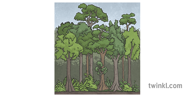 Rainforest Layers Illustration