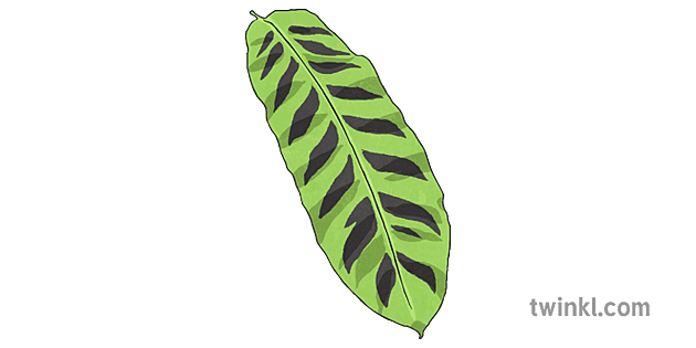Rainforest Leaf 2 Illustration - Twinkl